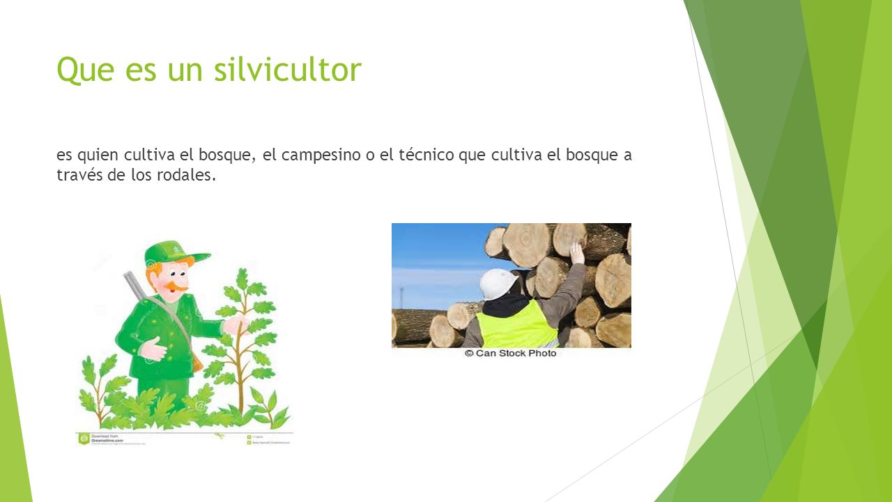 SILVICULTURA URBANA PDF SILVICULTURA URBANA PDF